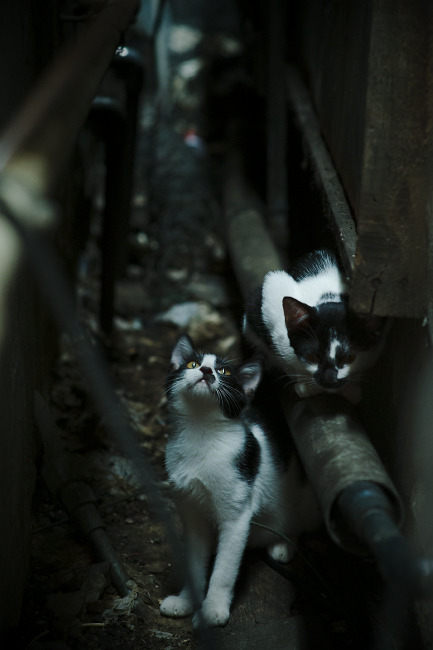 华裔神童奏响波兰交响,张本智和利刃出鞘统治全场