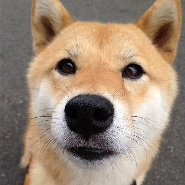 北欧铁骑与伊比利亚孤星，当瑞典式碾压遇见佩德里式扛起