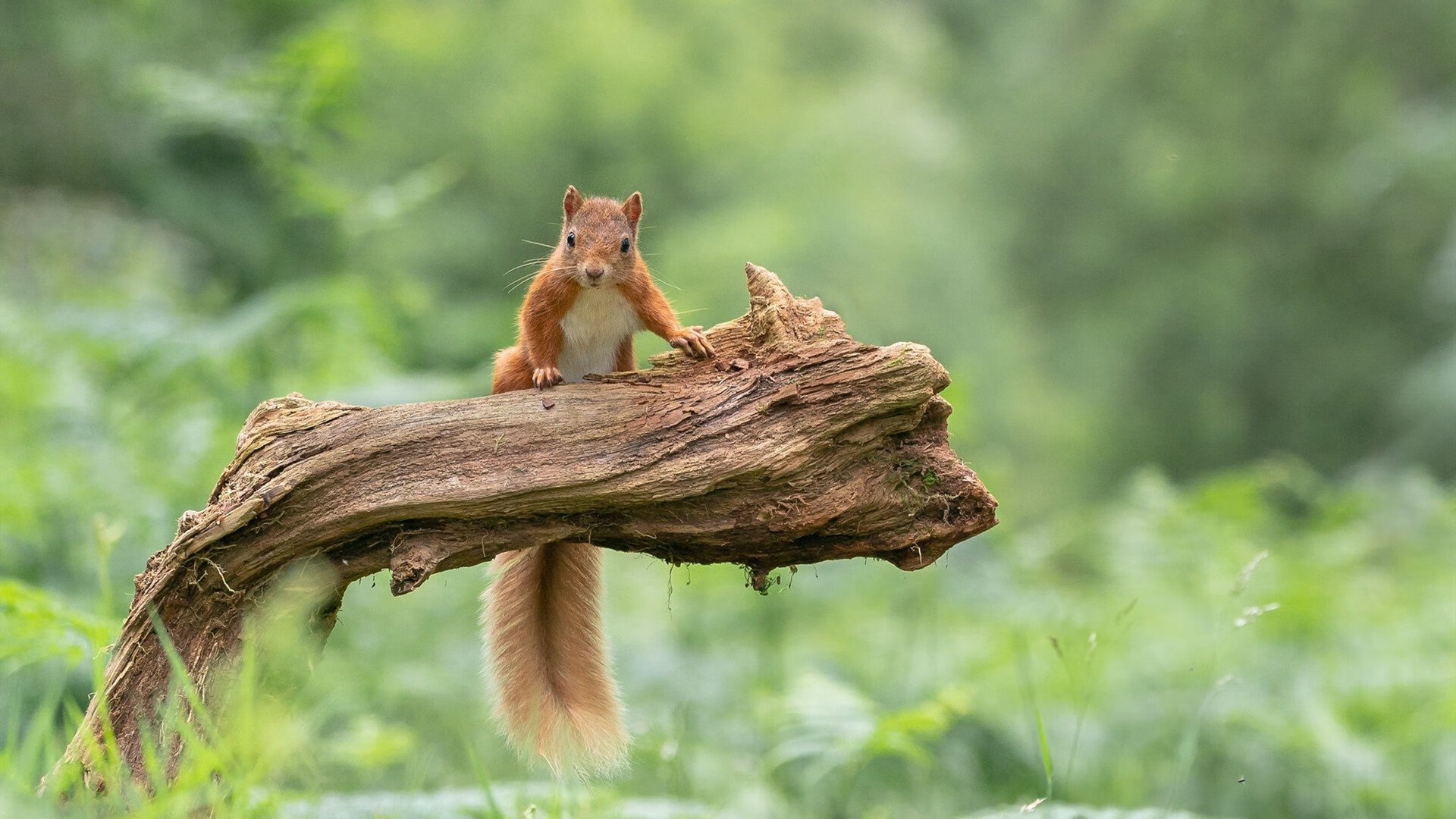 从铁闸到利刃，赖斯对阵亚特兰大教科书般的攻防统治力