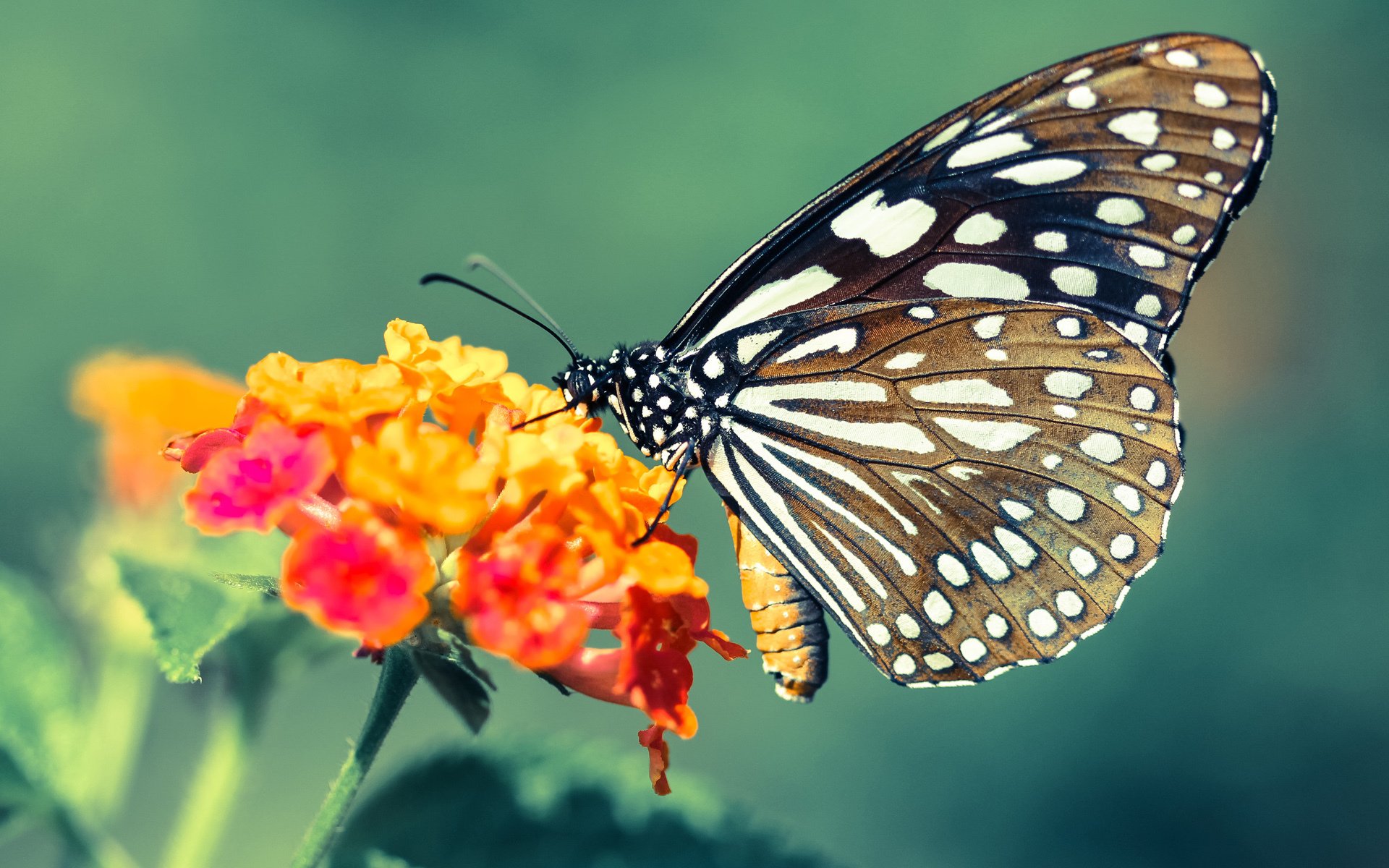 从板凳末端到满分答案，卡马文加的总决赛之夜如何诠释篮球的隐形价值
