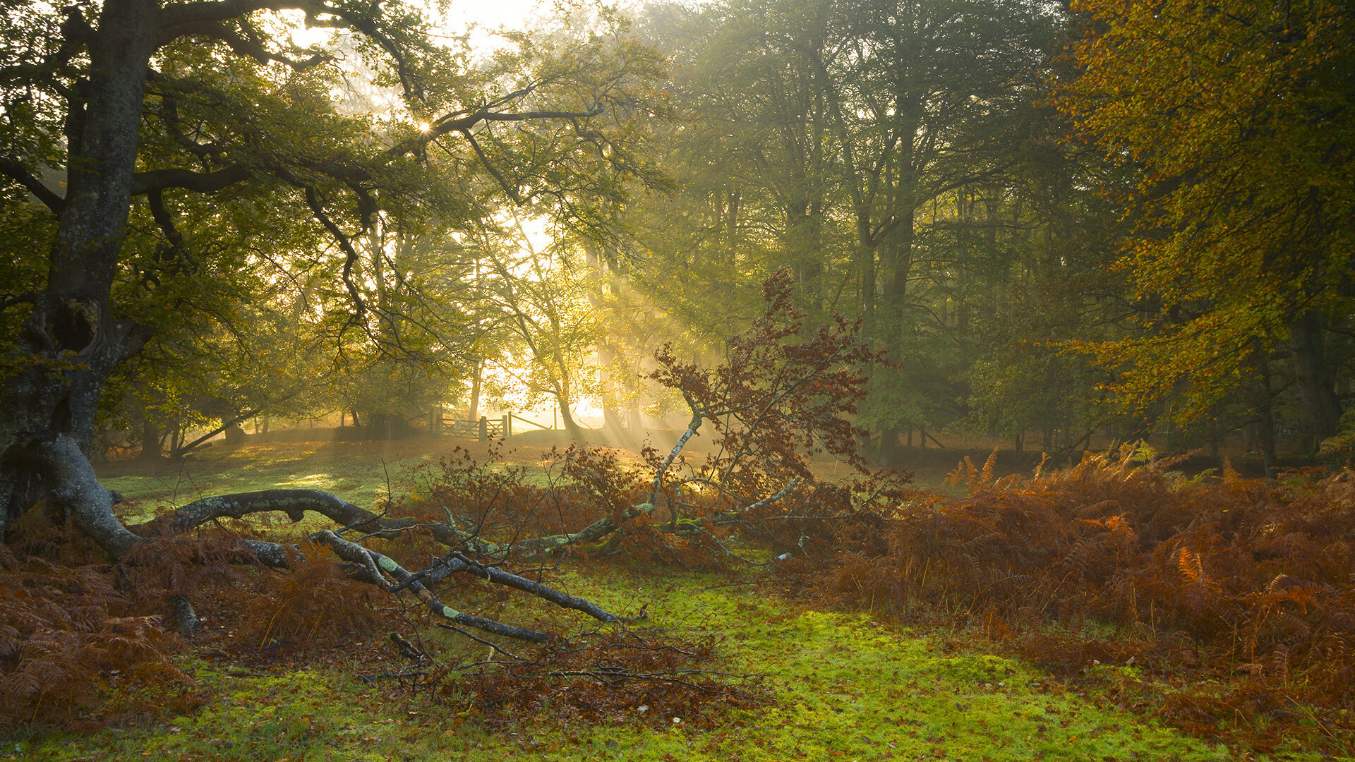 那不勒斯对阵澳大利亚，哈弗茨的无解魔法定义史诗对决