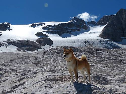 铁壁灰熊碾碎紫金军团,霍勒迪三记夺命三分定乾坤