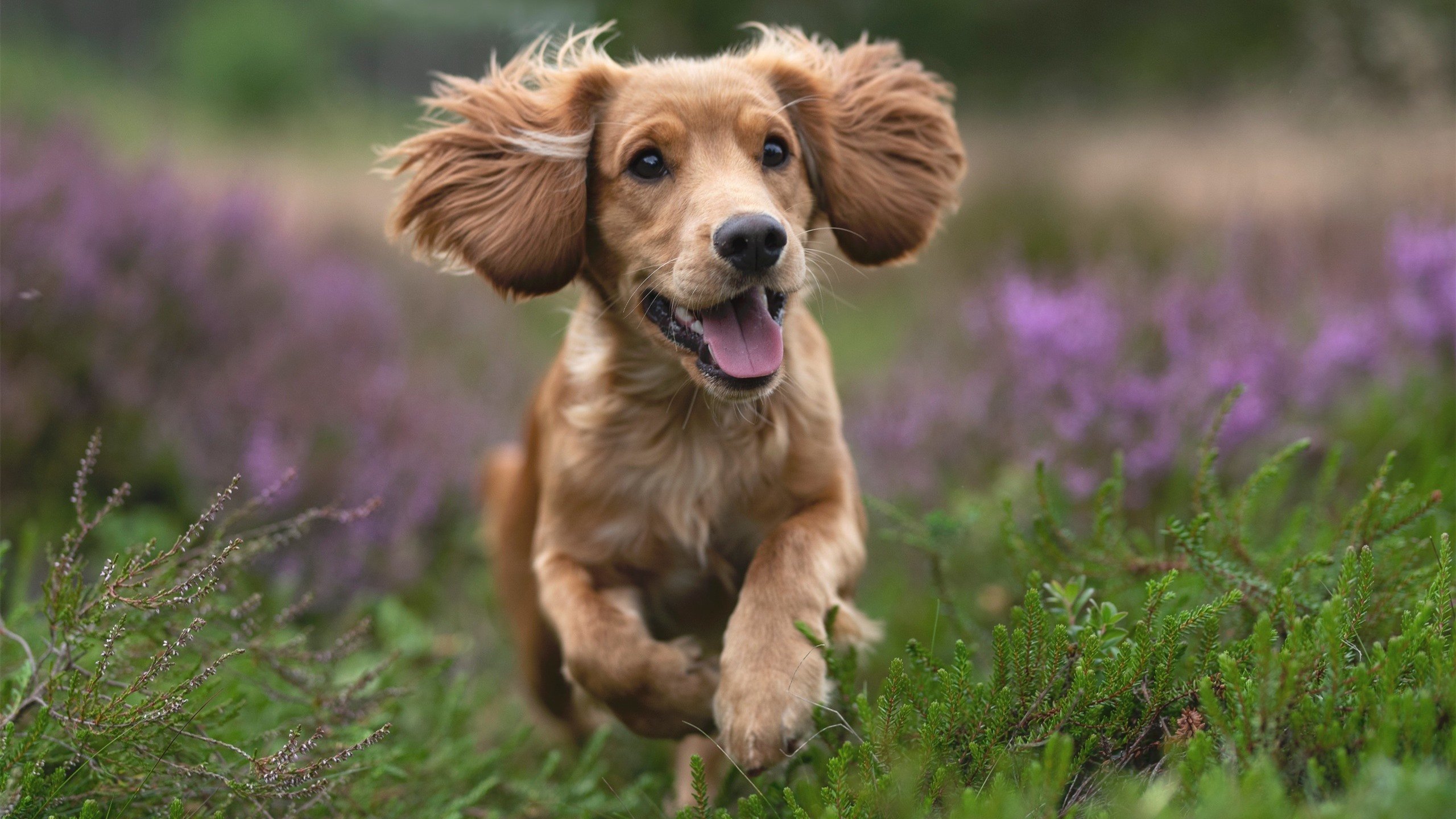 维尼修斯天神下凡!埃及用最法老的方式,将精密机械奥地利碾碎成沙