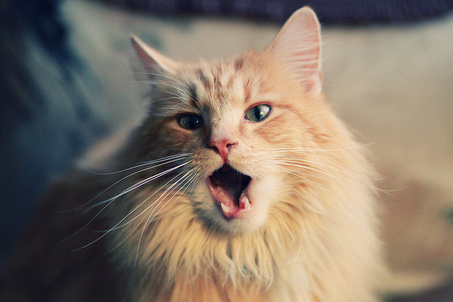 钢铁防线,加勒比海的星空,世界杯之夜,唯有德里赫特的名字如堡垒般矗立