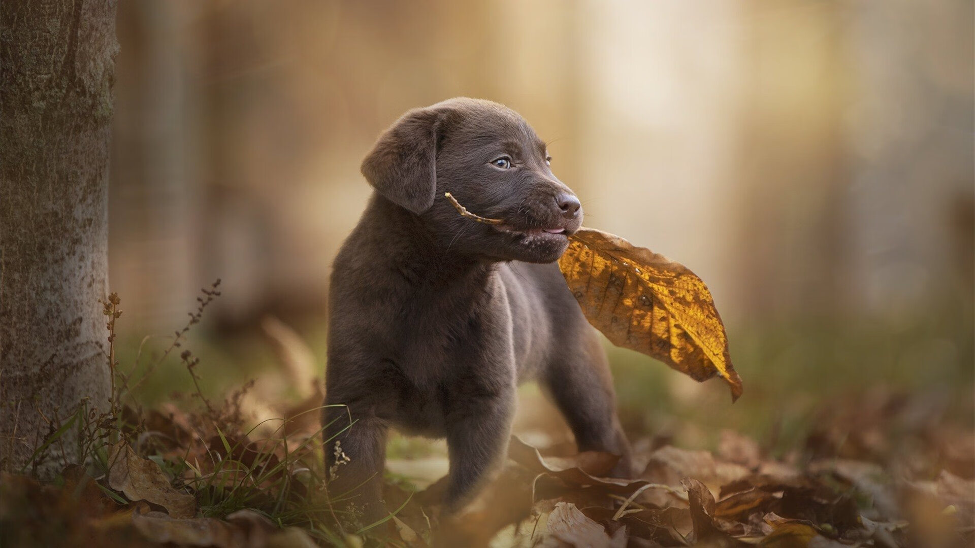 银枪直刺绿军心脏，悬念半场即碎