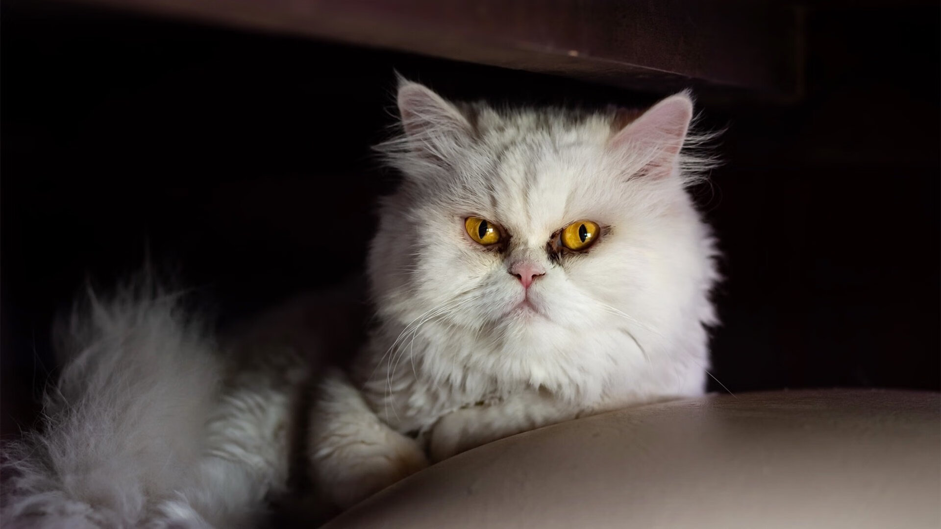 双冠王之心,武切维奇奥运前哨战击碎雷霆,公牛王朝的洲际宣言