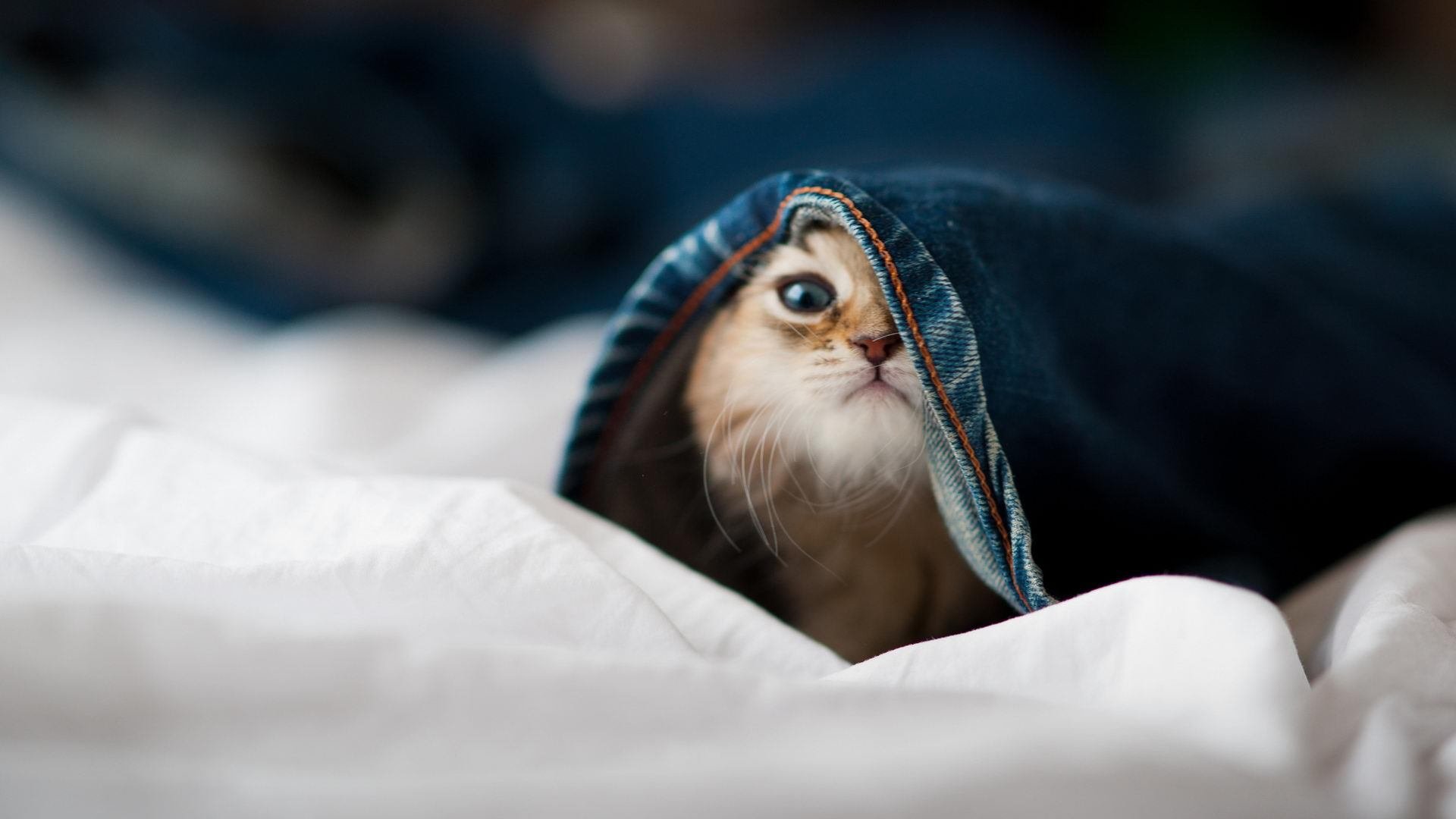 冰火交织,虚构之战中的哈弗茨救赎之路