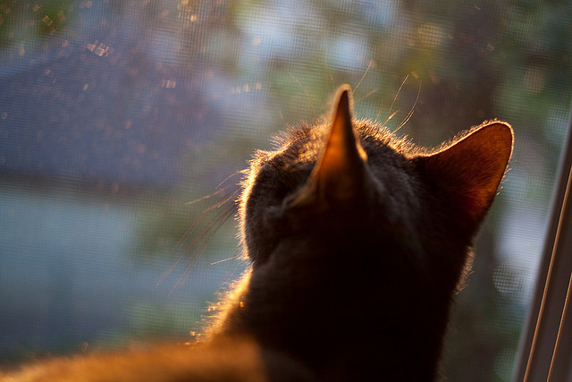 当东方铁骑遭遇美式狂飙,锡安节奏魔法撕裂辽宁铁壁