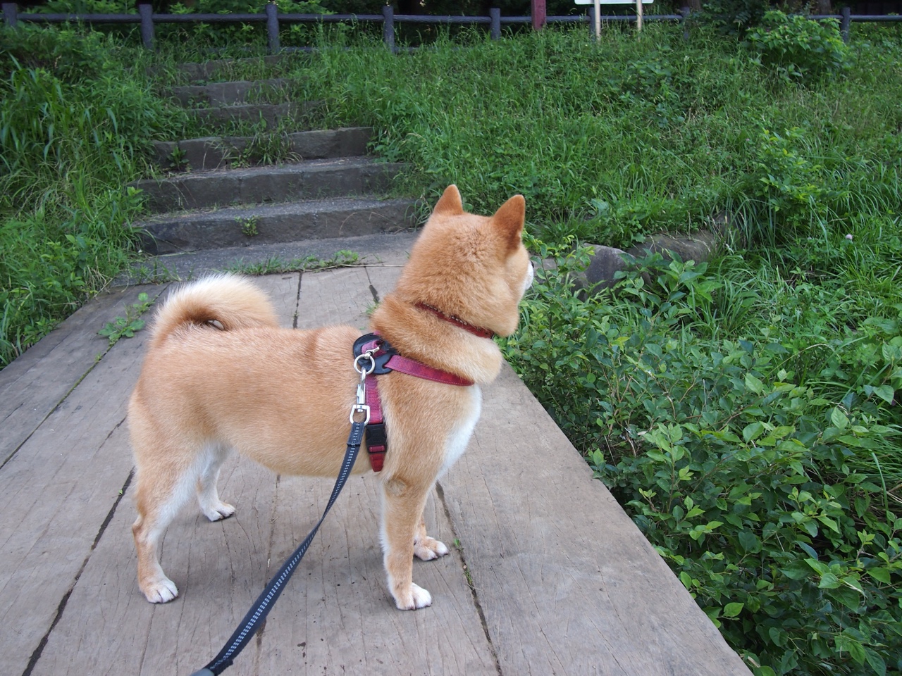 跨越时空的对决,智利元老队友谊赛绝杀那不勒斯,加克波临危受命成关键先生