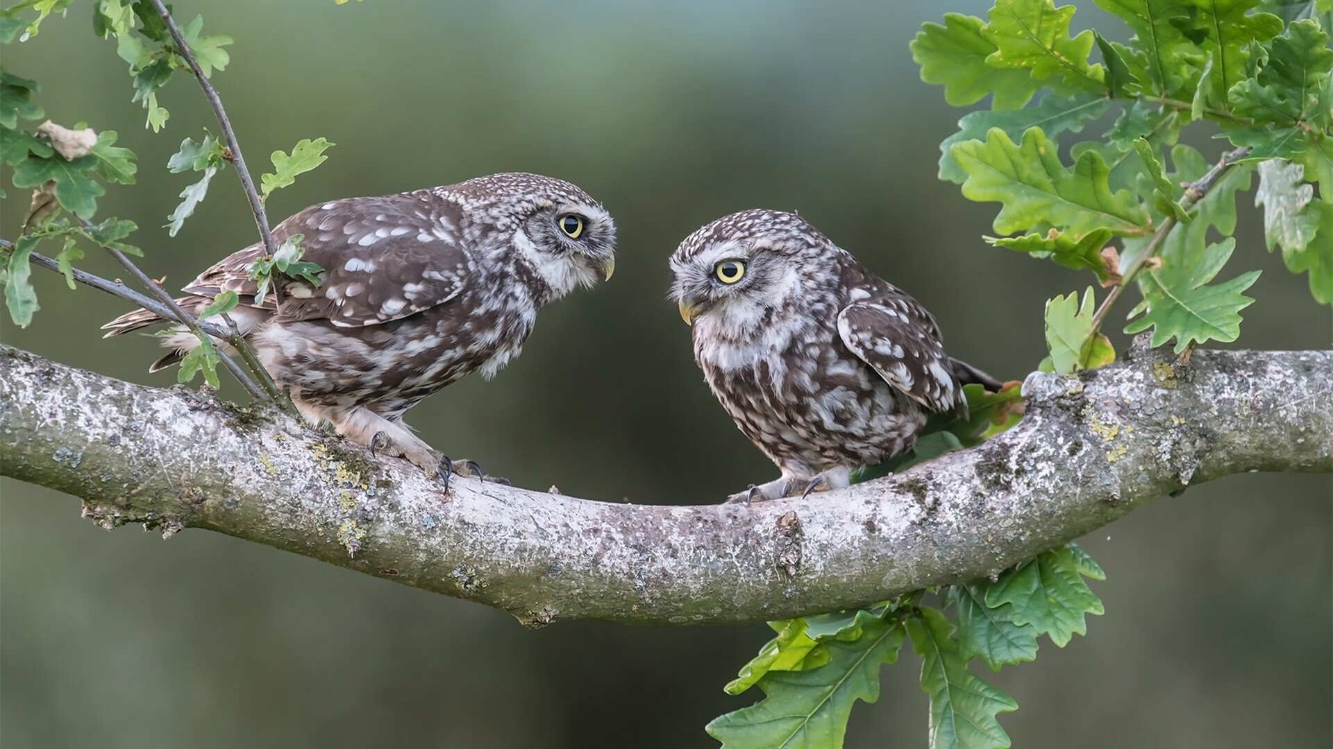 绿茵教科书与国家制霸,阿圭罗与芬兰的卓越启示