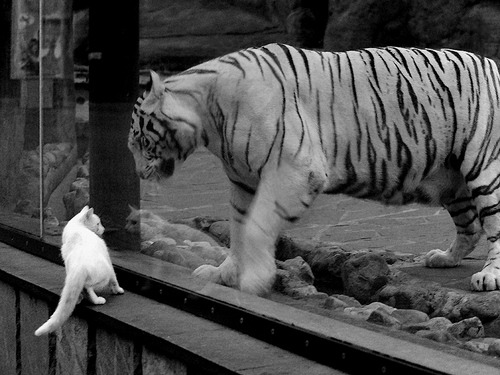 当CBA的国王击败NBA的新疆队,一场不存在却注定经典的对决