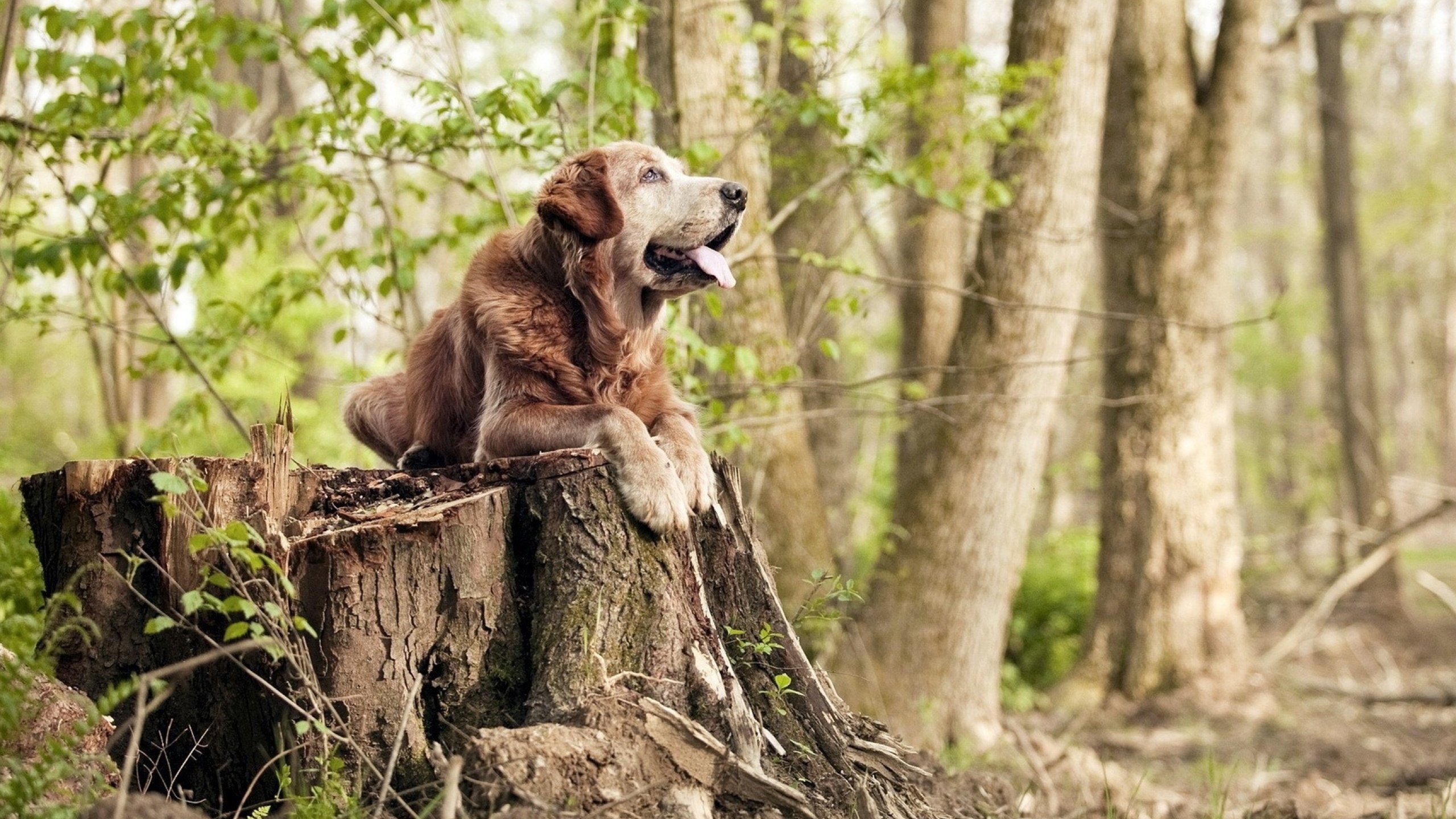 欧冠半决赛背后的文化博弈，当冰与火之歌遇上大国足球梦