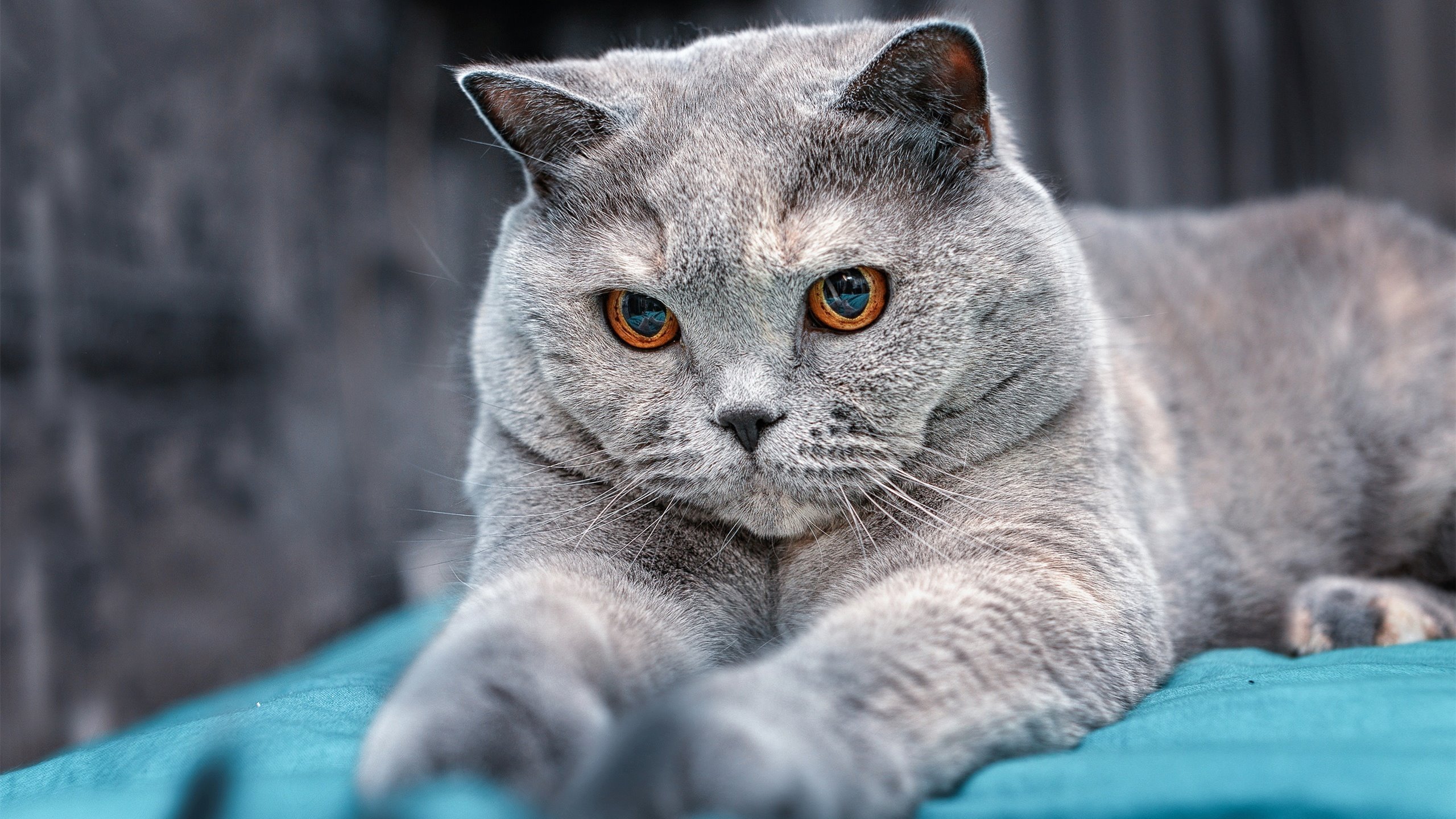 暴雨与烈焰,拉文的终局博弈