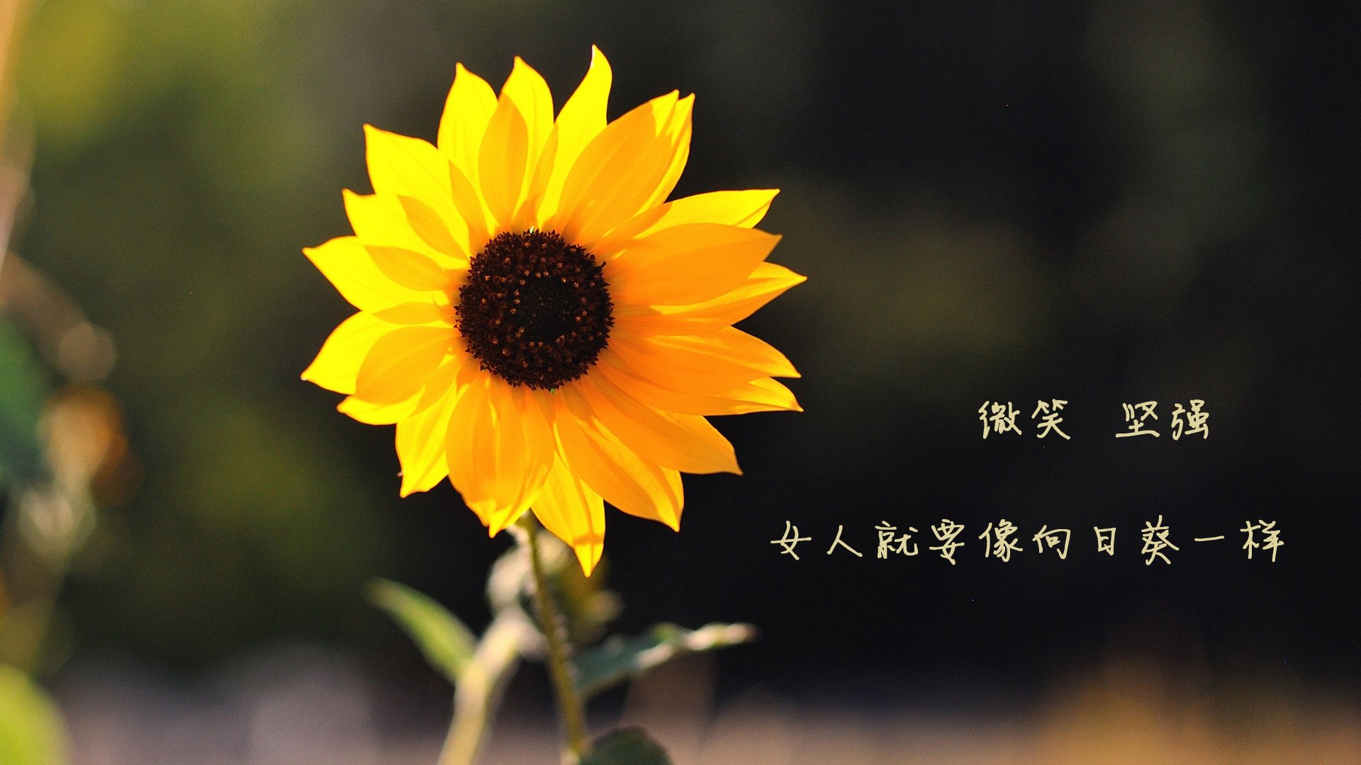 落日灯塔,当乌拉圭的集体主义碾碎德布劳内的孤星时刻